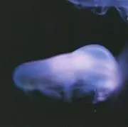 ひろ