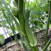 nの画像