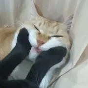 カリカリ 夜はだいたい寝てます！の画像
