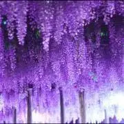晴藤の画像