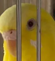 ないとふらいとの画像