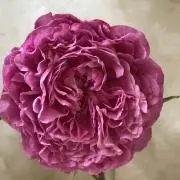 ローズガーデンの画像
