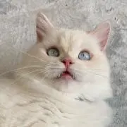 shinaの画像