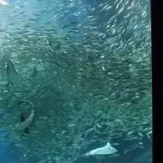ひなのの画像