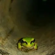 まーぼう