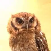 ちとせの画像