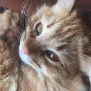 ネコ