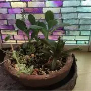 こんぺいとうの画像