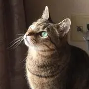 ポンマルの画像