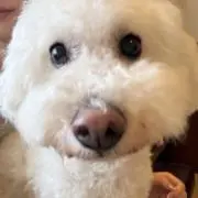 ぷりんの画像