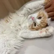 TT