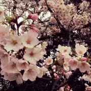 しぃこの画像