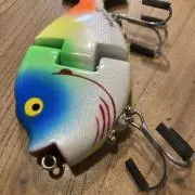 イルカの画像