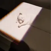 あーにゃの画像