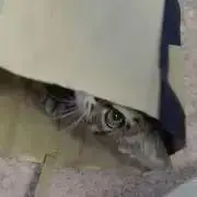 ねこねこの画像