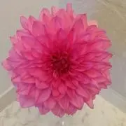 ダリア
