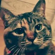 しらすの画像