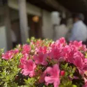 Shinの画像