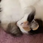 Chobi