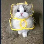 ポケットニャンスターの画像