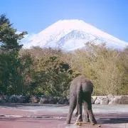 おみみふじの画像