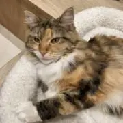 annの画像