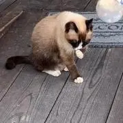 NORIの画像