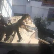 サゼ