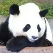 ぱんだ