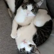 おでんの画像