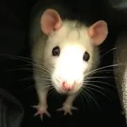 まりもの画像