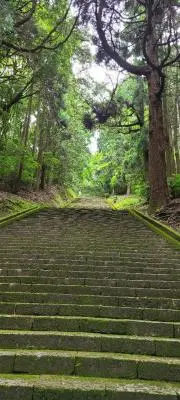 山猫の画像