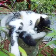 Nateの画像