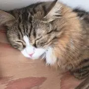 Ãtsü
