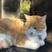 ラファエル