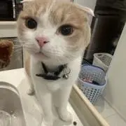 ノア猫商店⭐️の画像