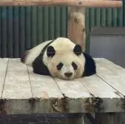 ぺんの画像