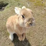 リーダー
