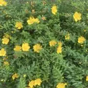 kocoの画像