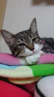 なつ