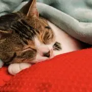 なちょんの画像