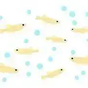 メダカ