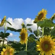 ぽんの画像