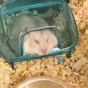 モモンの画像