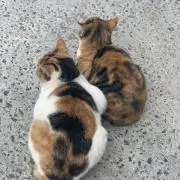 ガッツの画像