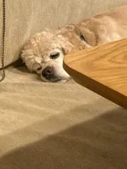 cheeの画像