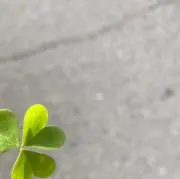虹