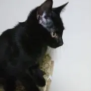 ぴおりの画像