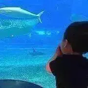 ちゅら海水族館の画像