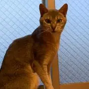 シルク